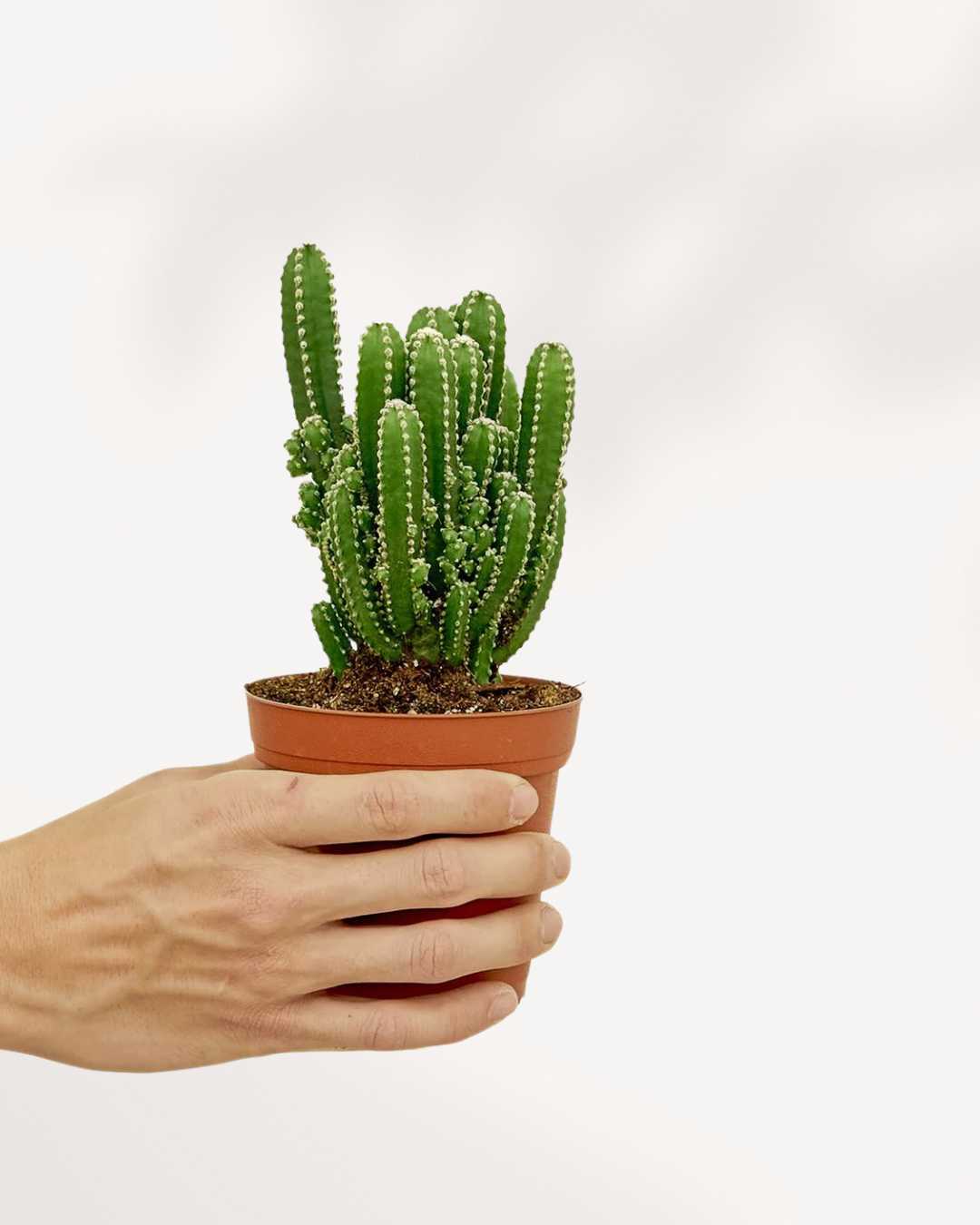 Fairy Castle Cactus