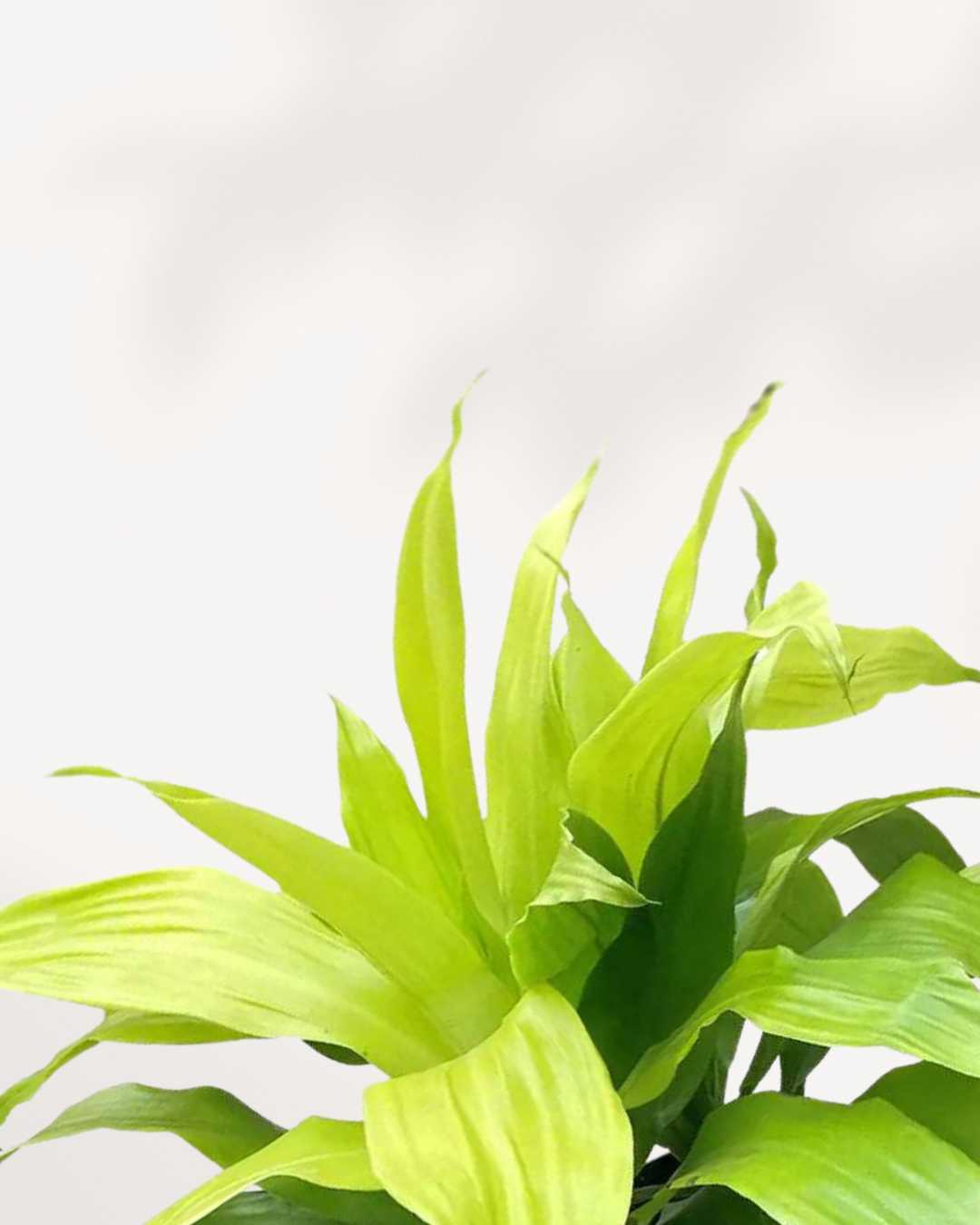 Dracaena Limelight