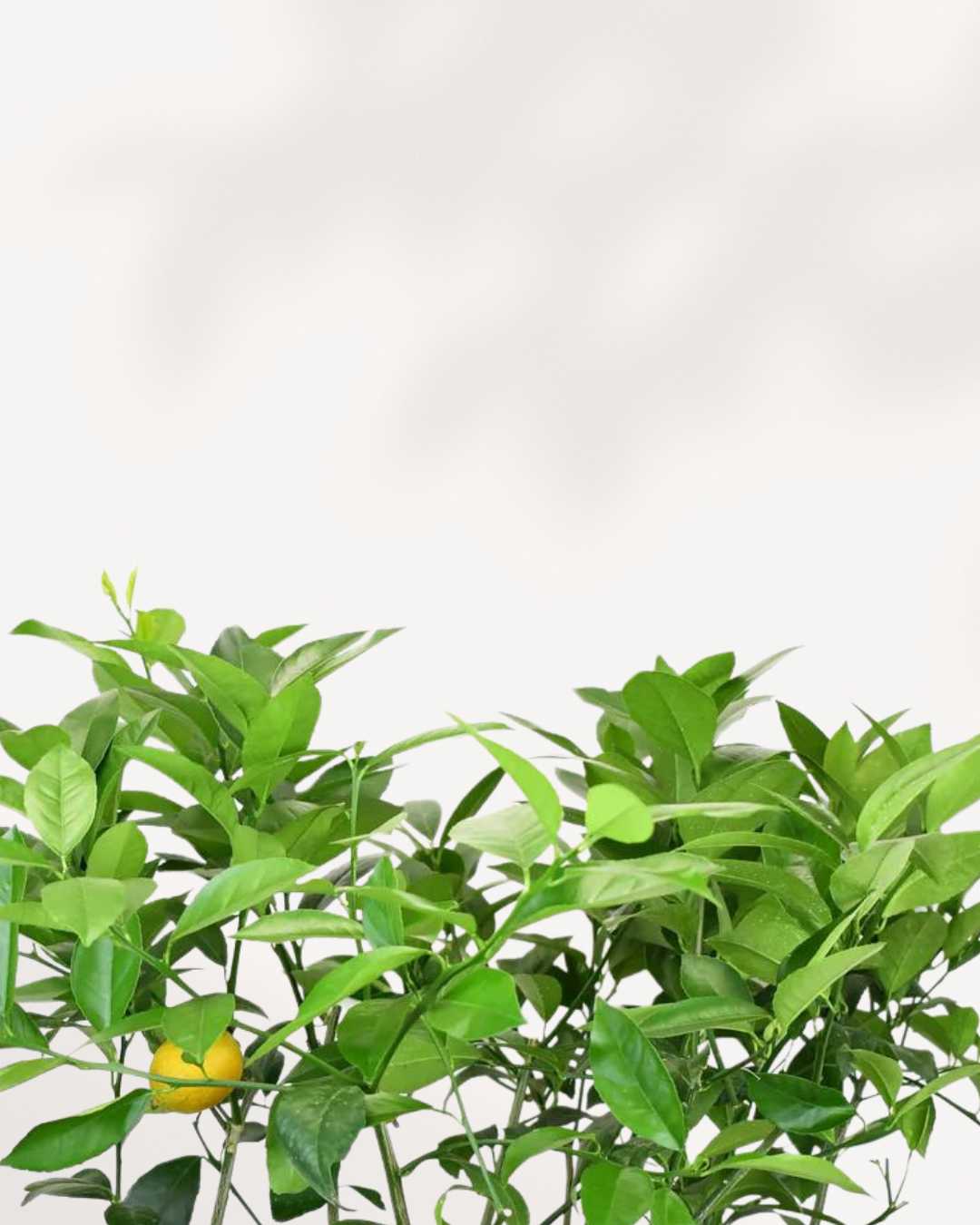 Citrus Meyer Lemon
