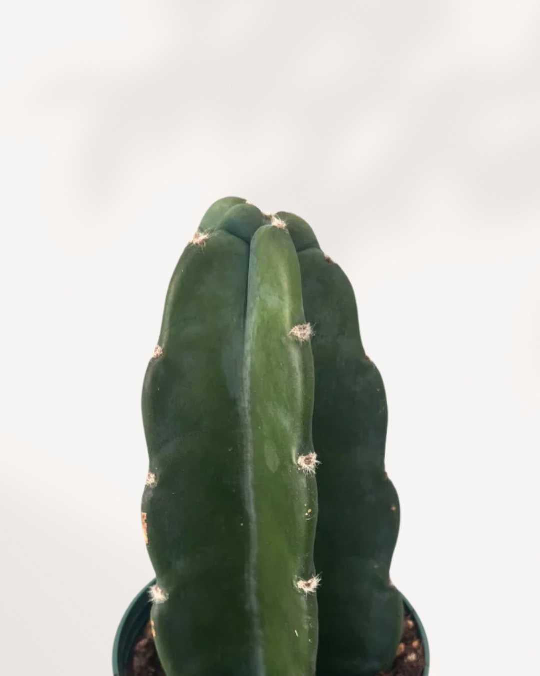 Cactus Cuddly