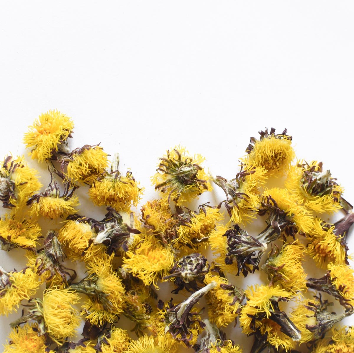 Tussilage, fleur